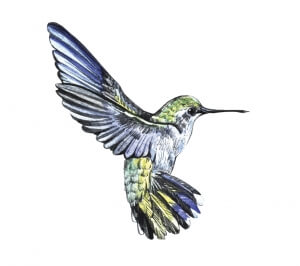 The Hummingbird algorithm by Google