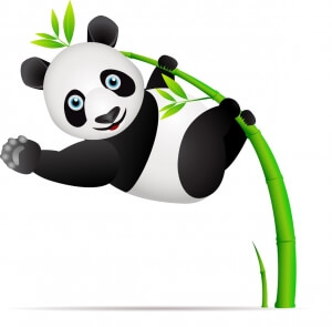 Panda on bambus depicting the Google Algorithm